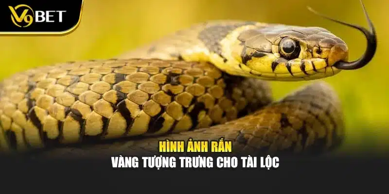 Nằm Mơ Thấy Rắn - V9BET Hé Lộ Điềm Báo, Cơ Hội Và Cảnh Báo 3 Hình ảnh Rắn vàng tượng trưng cho tài lộc