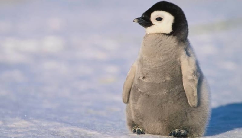 Giải mã giấc mơ chim cánh cụt về các con số may mắn