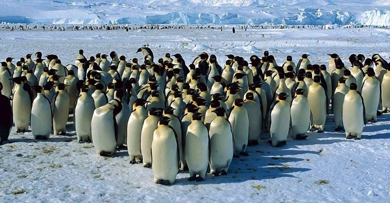 Giải mã giấc mơ chim cánh cụt về các con số may mắn